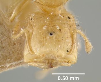 Media type: image;   Entomology 22598 Aspect: head frontal view
